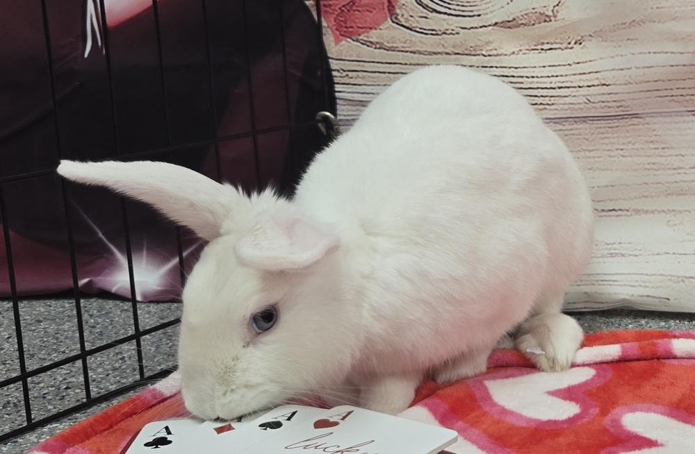 Enlarge Royce, a Adoptable Bunny Rabbit in Westford, MA image 3/6