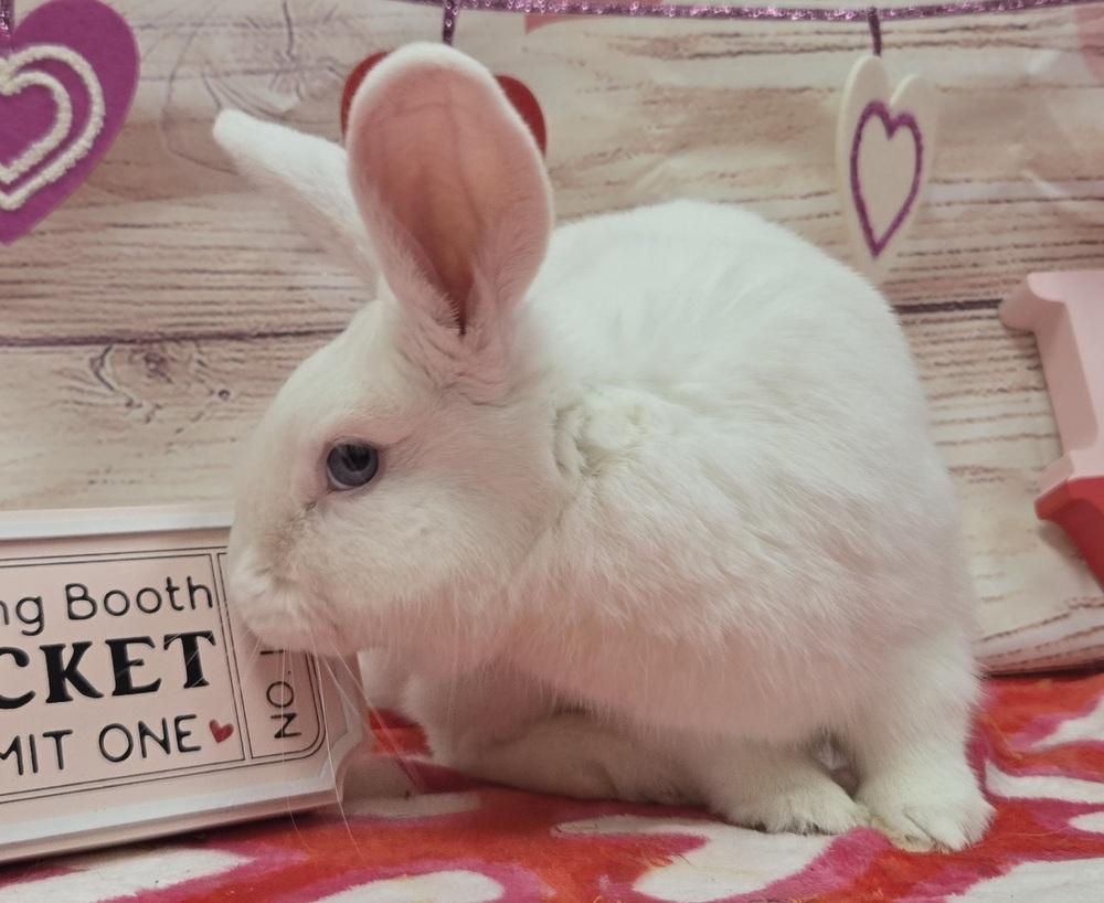 Enlarge Royce, a Adoptable Bunny Rabbit in Westford, MA image 4/6