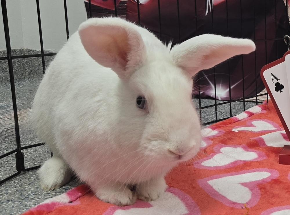 Enlarge Royce, a Adoptable Bunny Rabbit in Westford, MA image 5/6