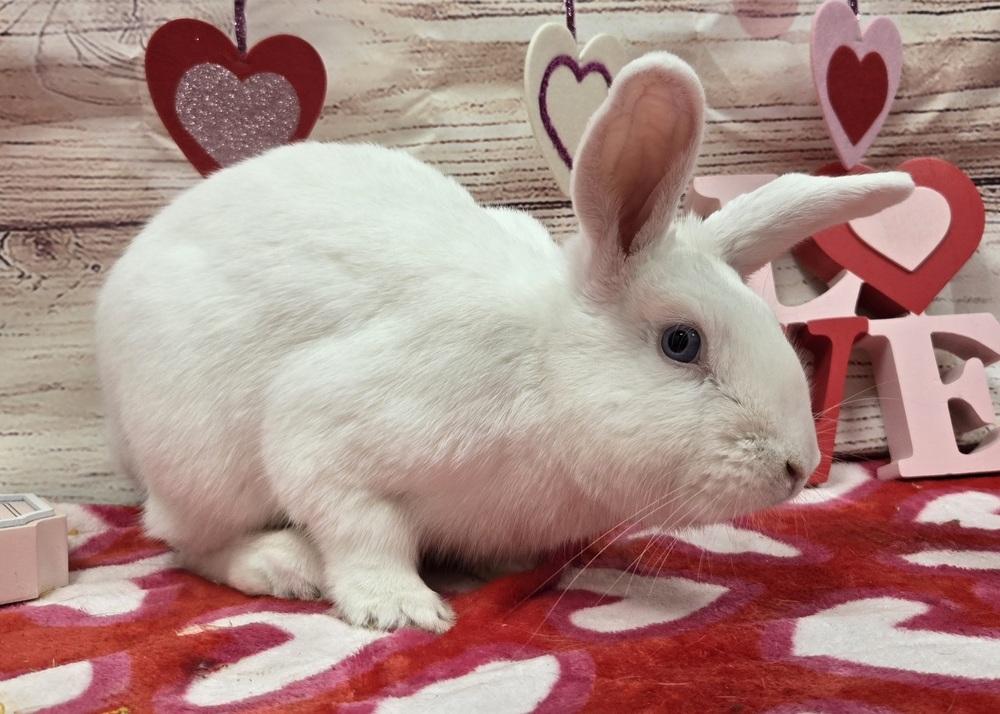 Enlarge Royce, a Adoptable Bunny Rabbit in Westford, MA image 6/6