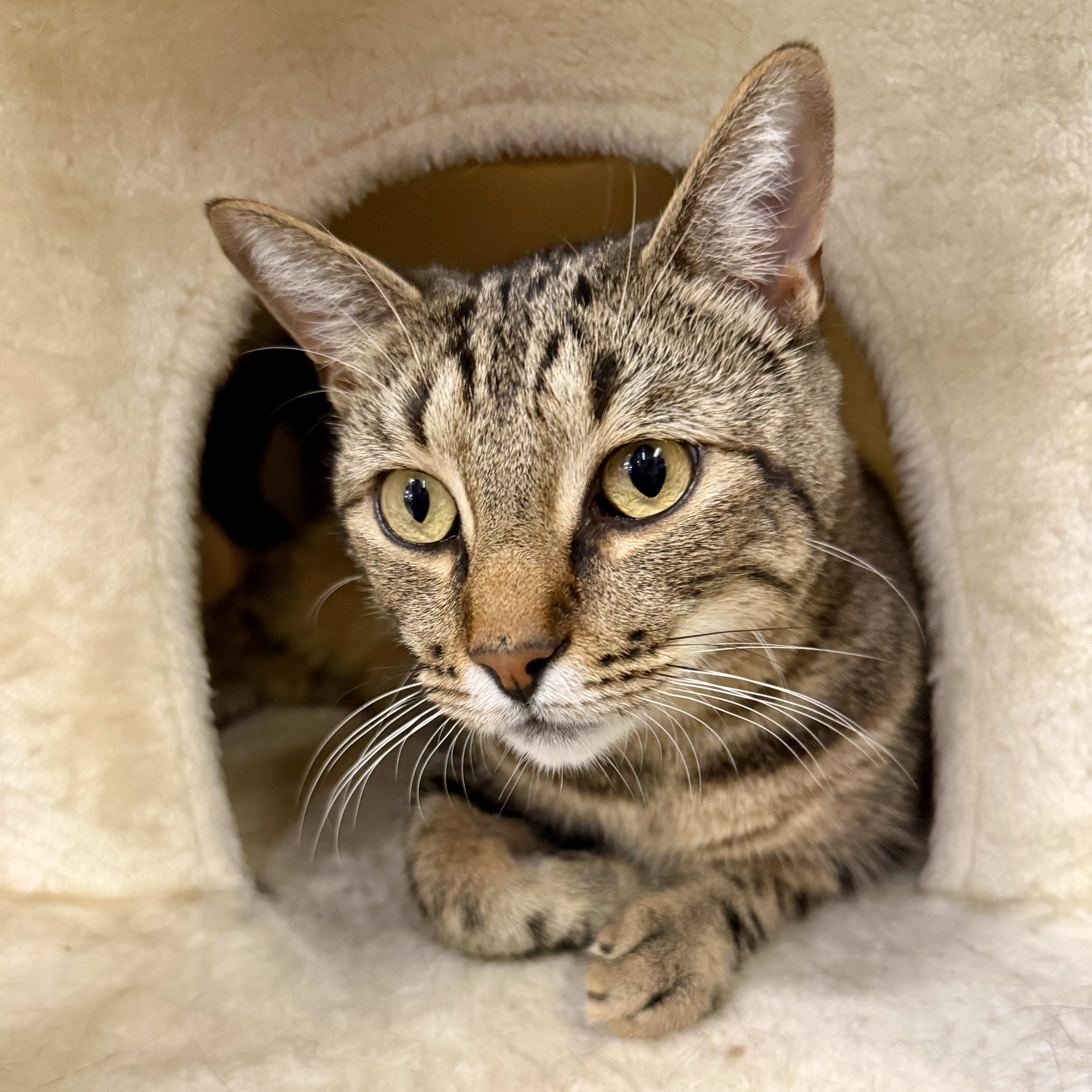 Halibut, Adoptable, Adult Male Domestic Short Hair.