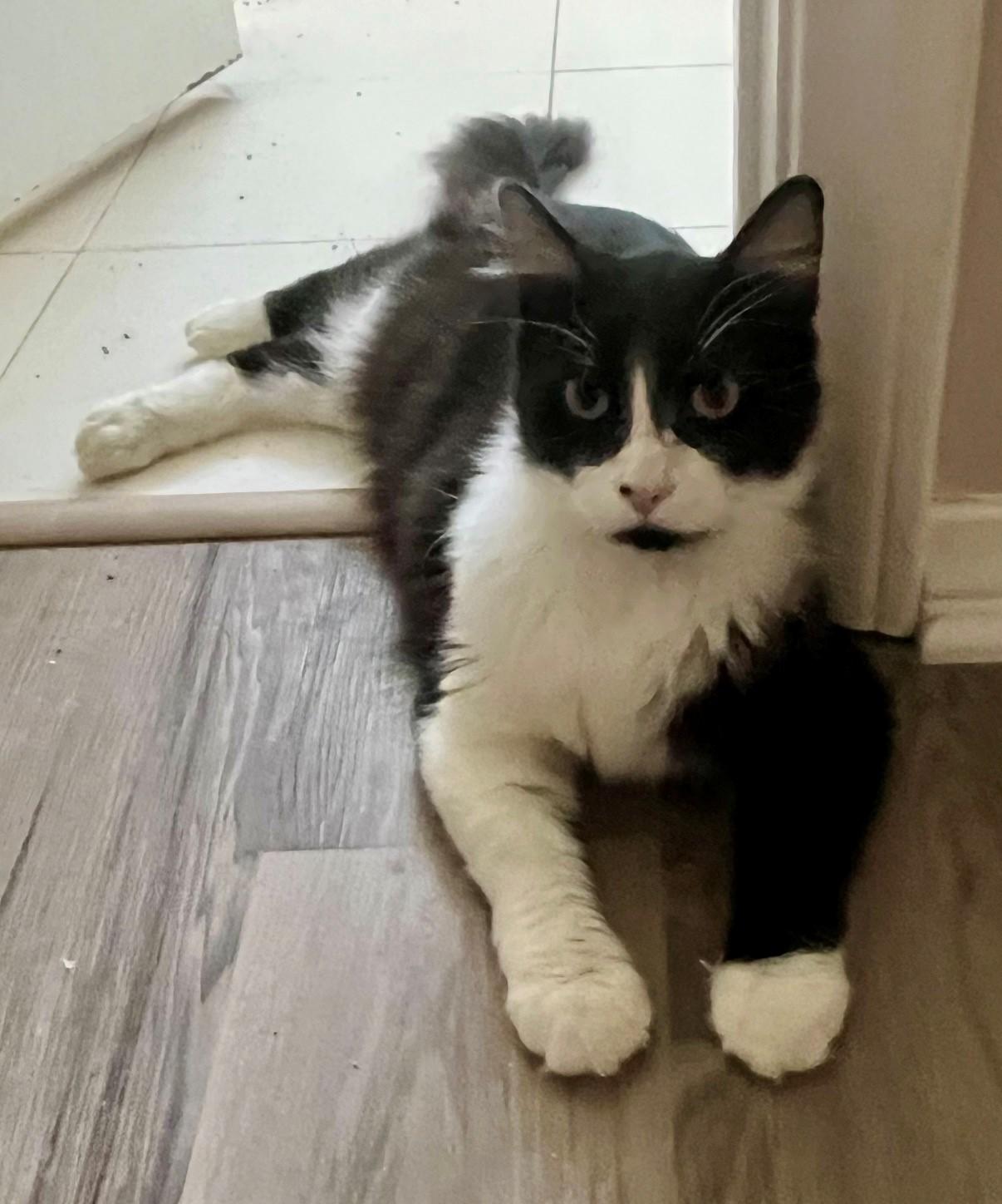 Davy, ADOPTABLE, Adult Male Domestic Medium Hair.
