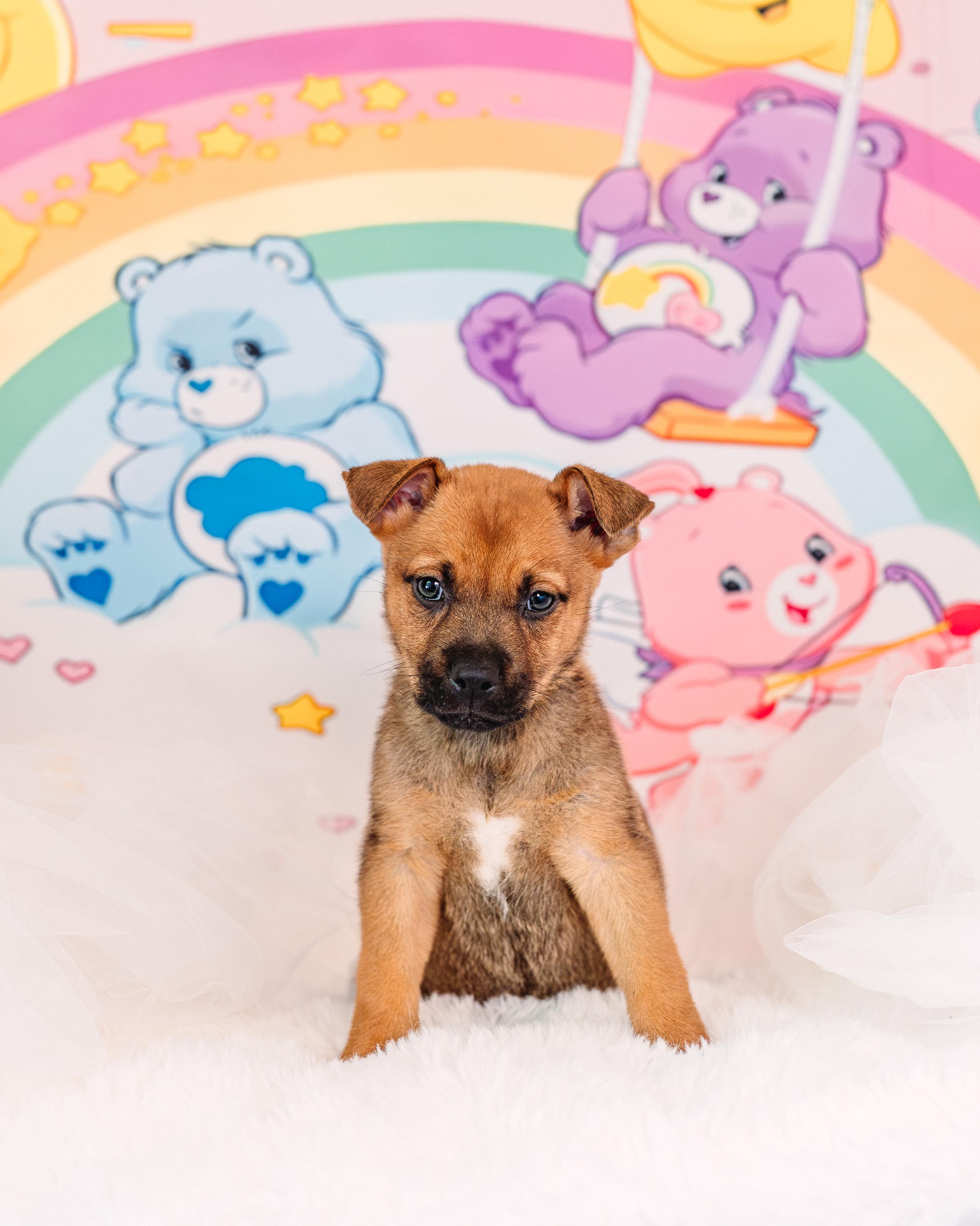 Tender Heart, Adoptable, Puppy Female German Shepherd Dog.