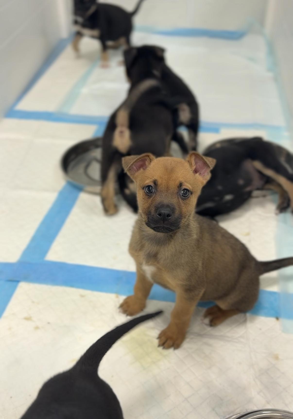Tender Heart, a Adoptable mixed breed in Avon, CT image 3/3