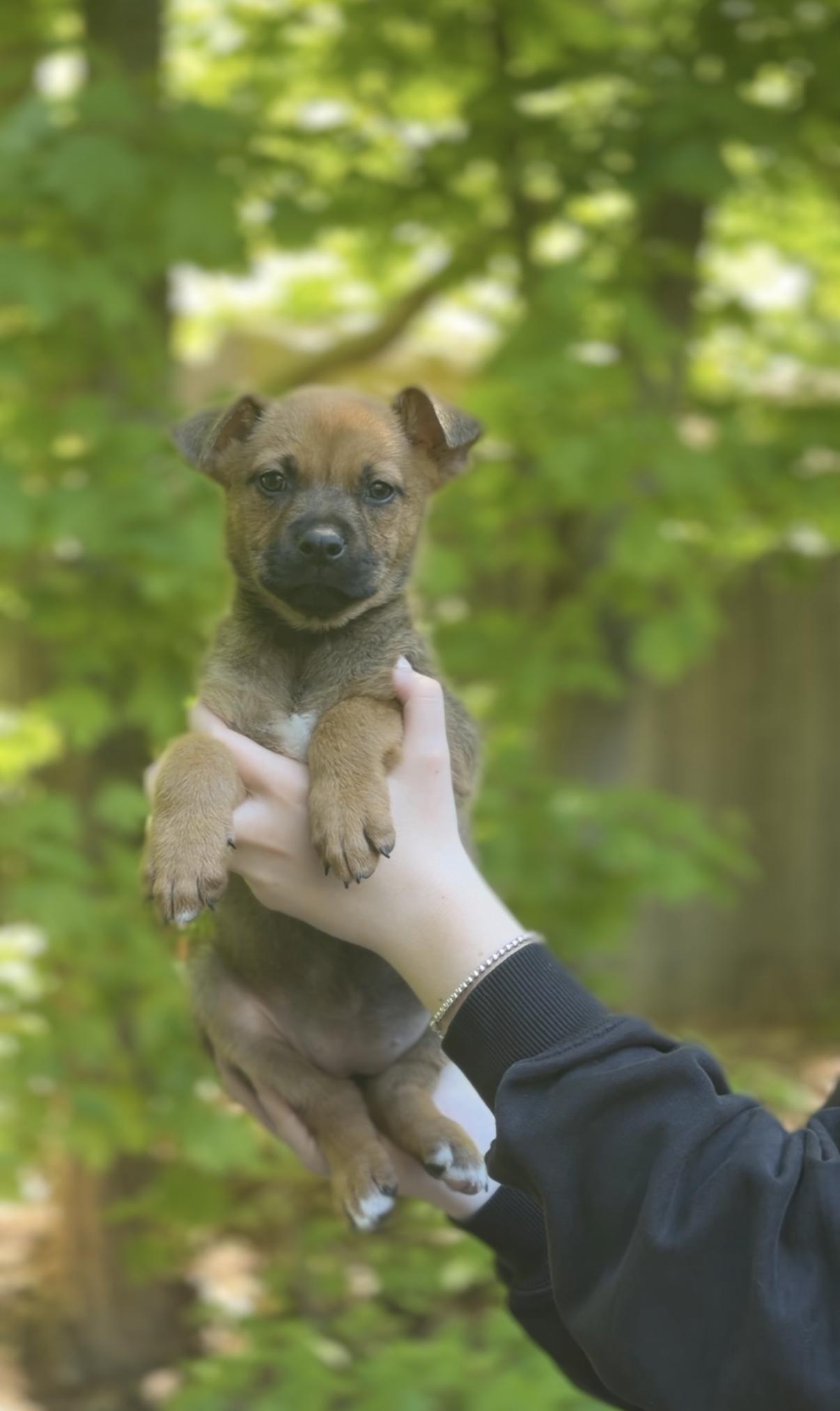 Tender Heart, a Adoptable mixed breed in Avon, CT image 2/3