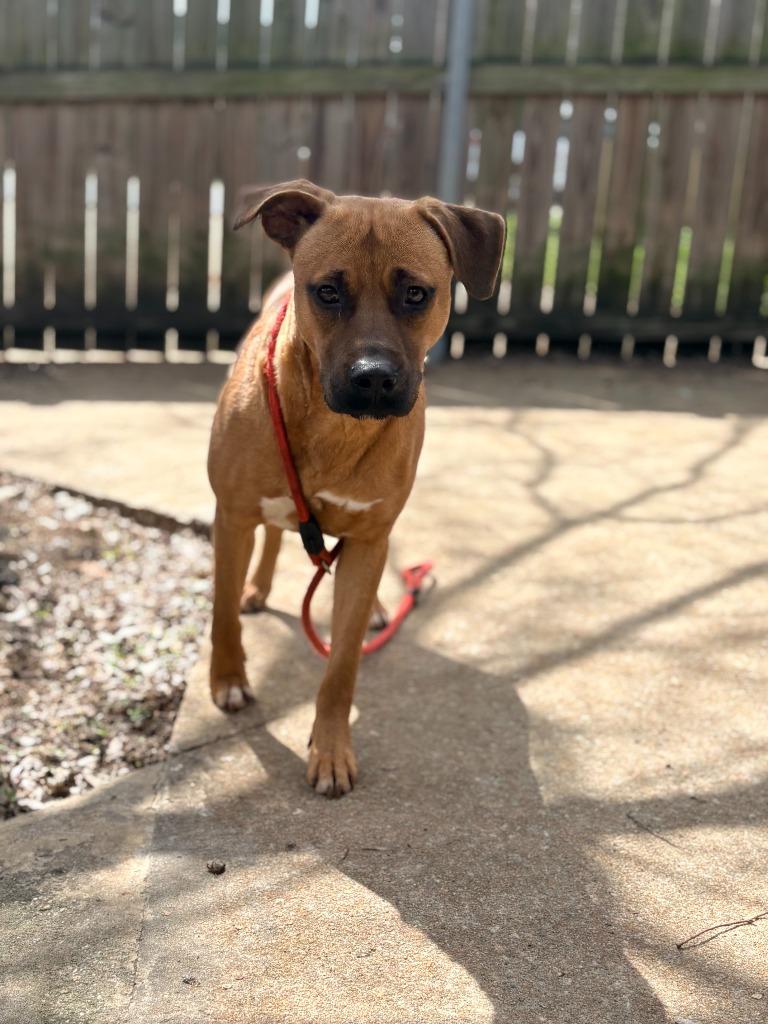 Princess, a Adoptable mixed breed in Albany, GA image 1/4