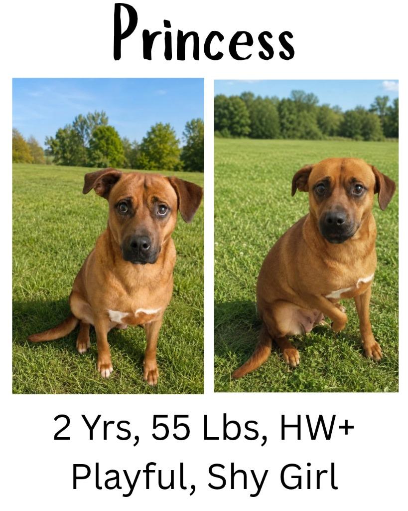 Enlarge Princess, a Adoptable mixed breed in Albany, GA image 2/6