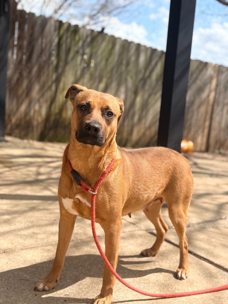 Princess, a Adoptable mixed breed in Albany, GA image 2/4