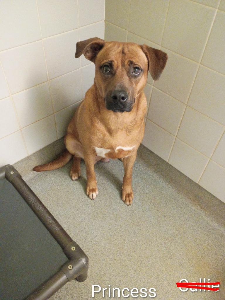 Enlarge Princess, a Adoptable mixed breed in Albany, GA image 4/6