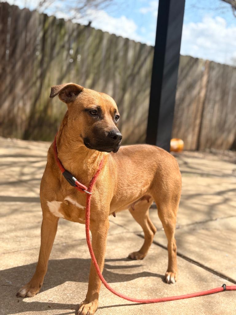 Princess, a Adoptable mixed breed in Albany, GA image 3/4
