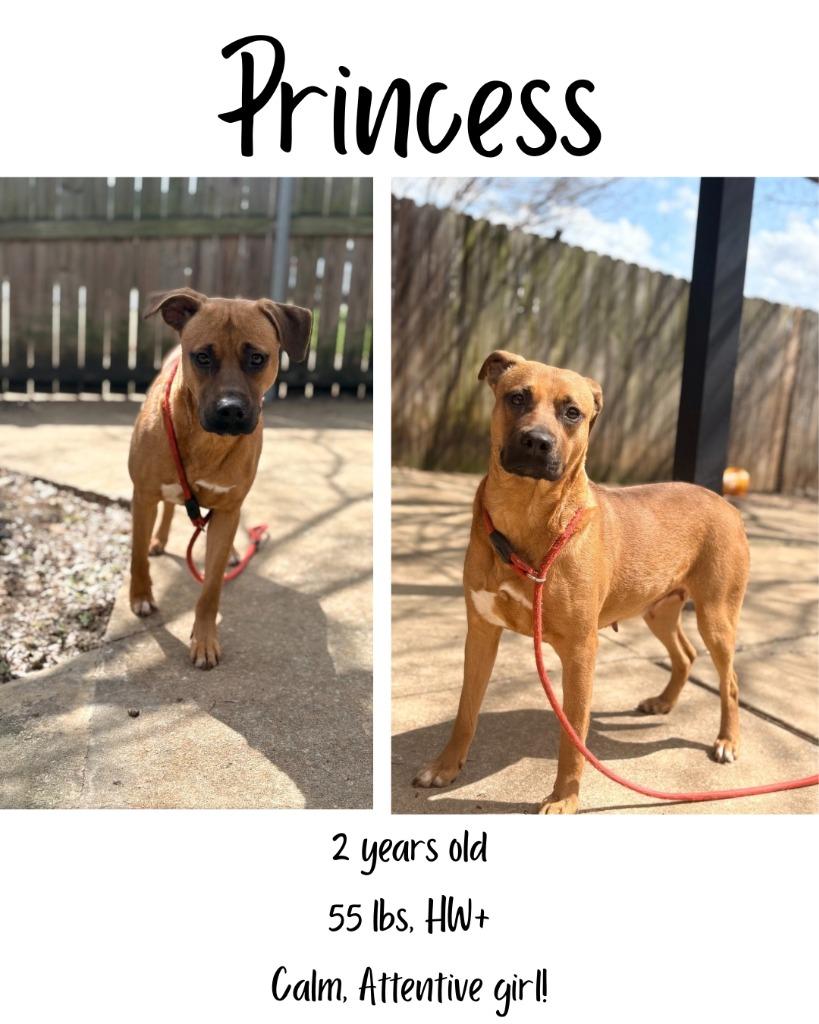 Princess, a Adoptable mixed breed in Albany, GA image 4/4