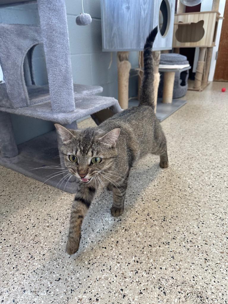 Pam - Sponsored by River, Ben & Danny, Adoptable, Young Female Tabby.