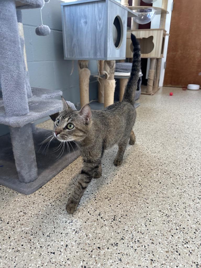 Pam - Sponsored by River, Ben & Danny, a Adoptable Tabby in Newberg, OR image 2/3