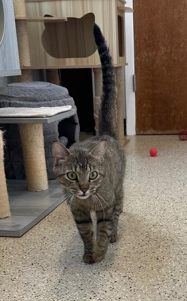 Pam - Sponsored by River, Ben & Danny, a Adoptable Tabby in Newberg, OR image 3/3