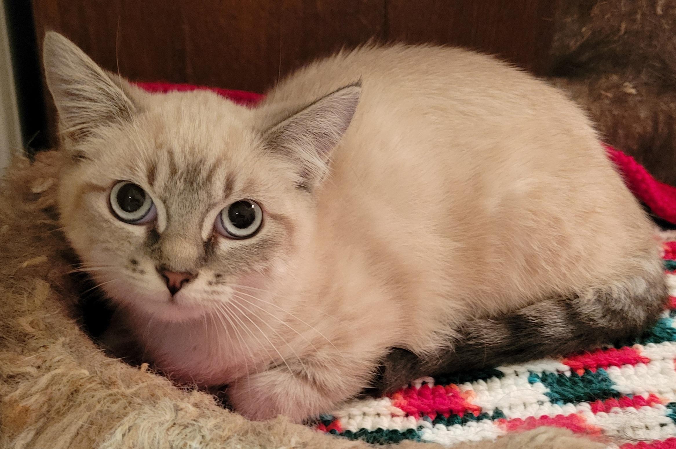 Enlarge Nautilus and Sandy, a Adoptable mixed breed in Knoxville, TN image 2/4