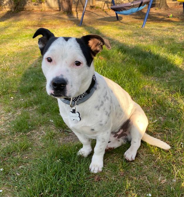 Jake, ADOPTABLE, Adult Male Pit Bull Terrier & Pekingese.
