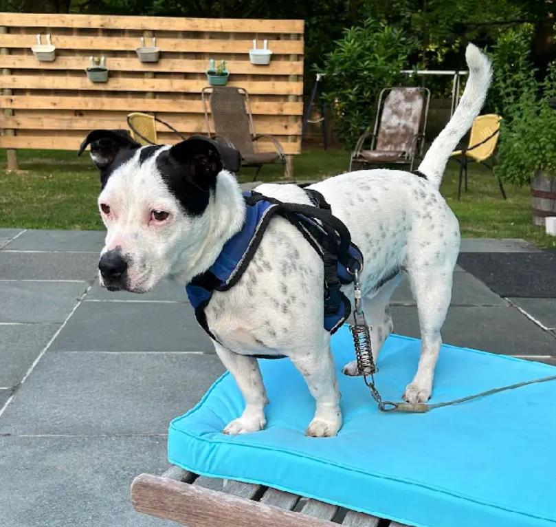 Jake, a ADOPTABLE mixed breed in Sagaponack, NY image 2/6