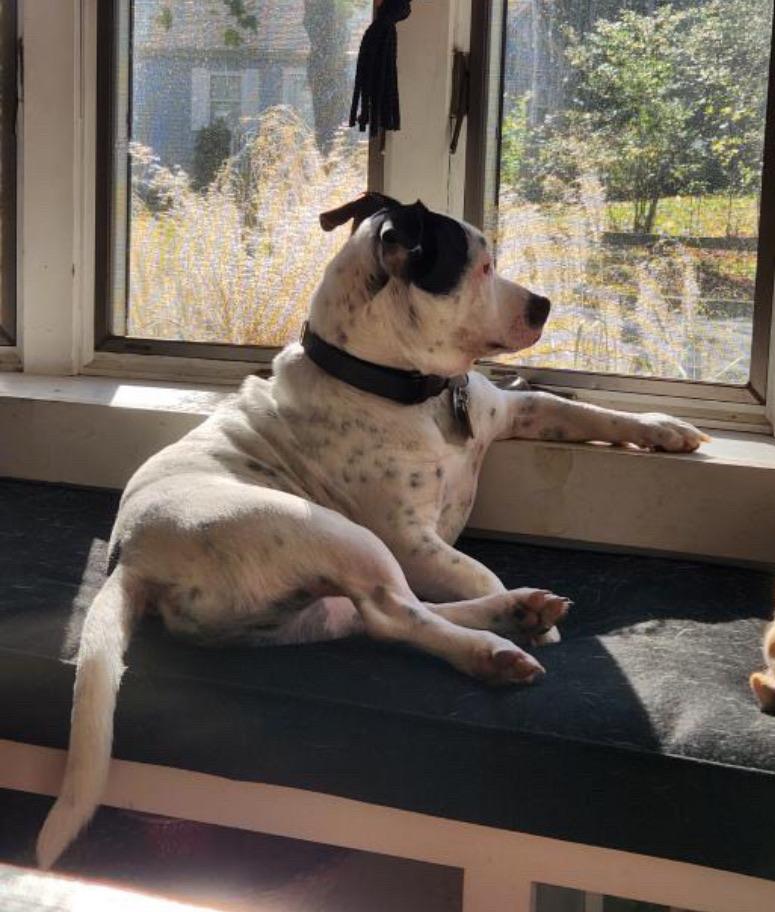 Jake, a ADOPTABLE mixed breed in Sagaponack, NY image 3/6