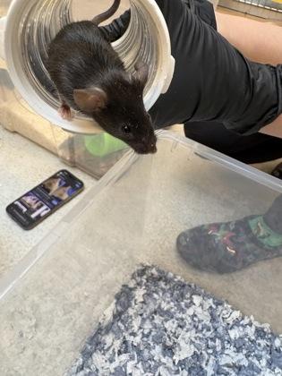 Enlarge Kentucky, a Adoptable Mouse in Seattle, WA image 2/2