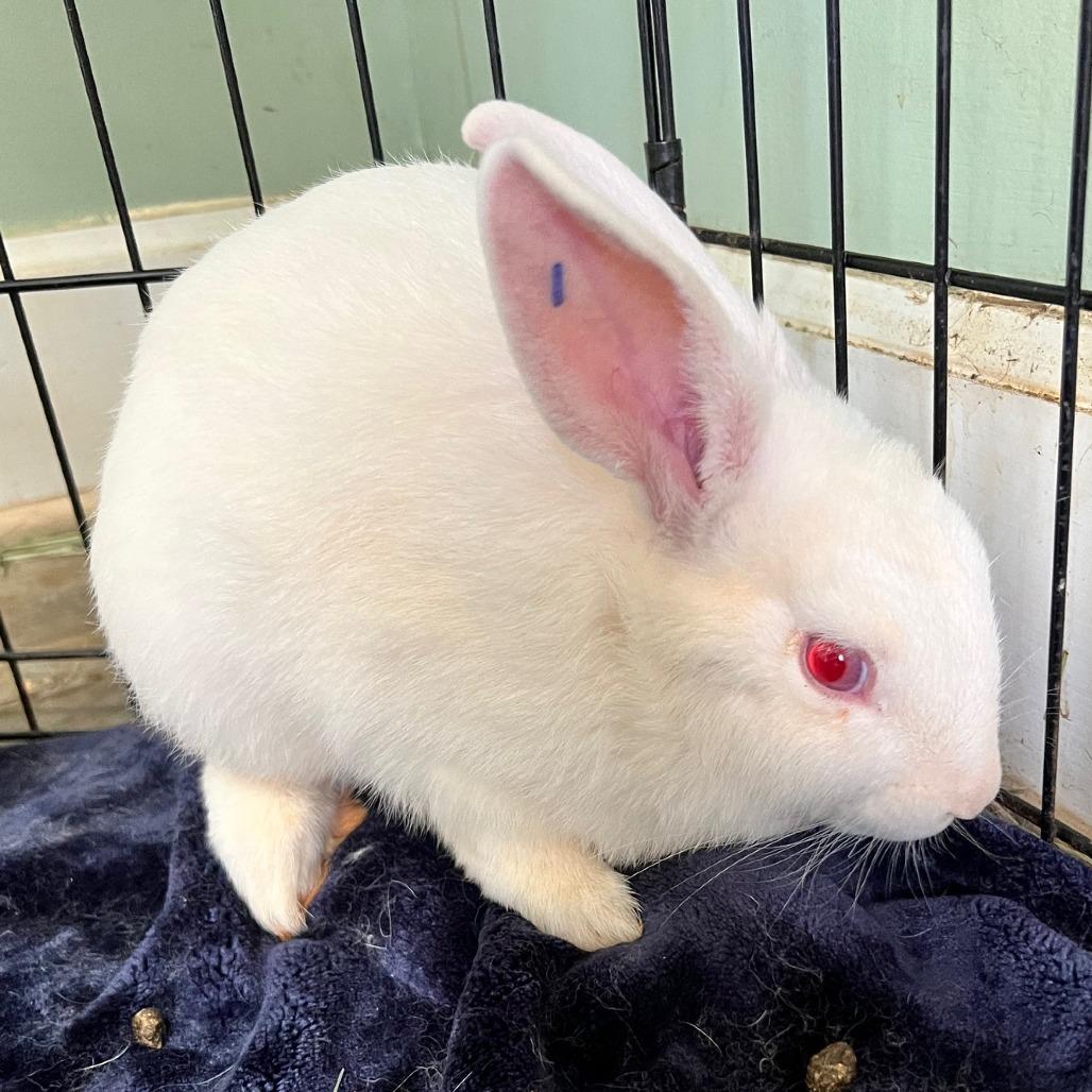 Enlarge Alanis, a Adoptable American in Kennesaw, GA image 1/2