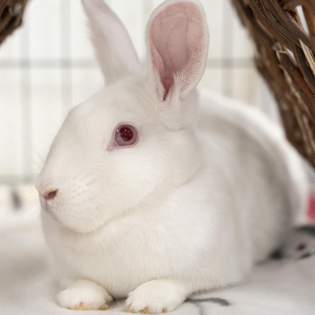 Enlarge Alanis, a Adoptable American in Kennesaw, GA image 2/2