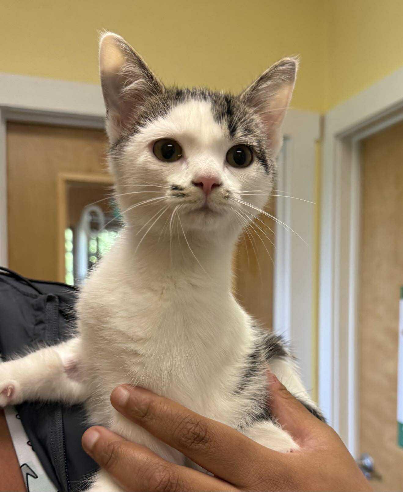 Marie, Adoptable, Kitten Female Domestic Short Hair.