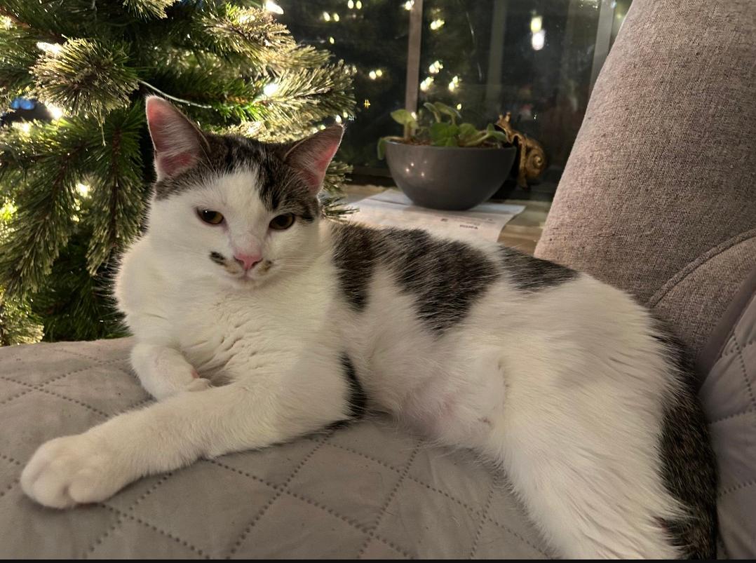 Marie, Adoptable, Kitten Female Domestic Short Hair.