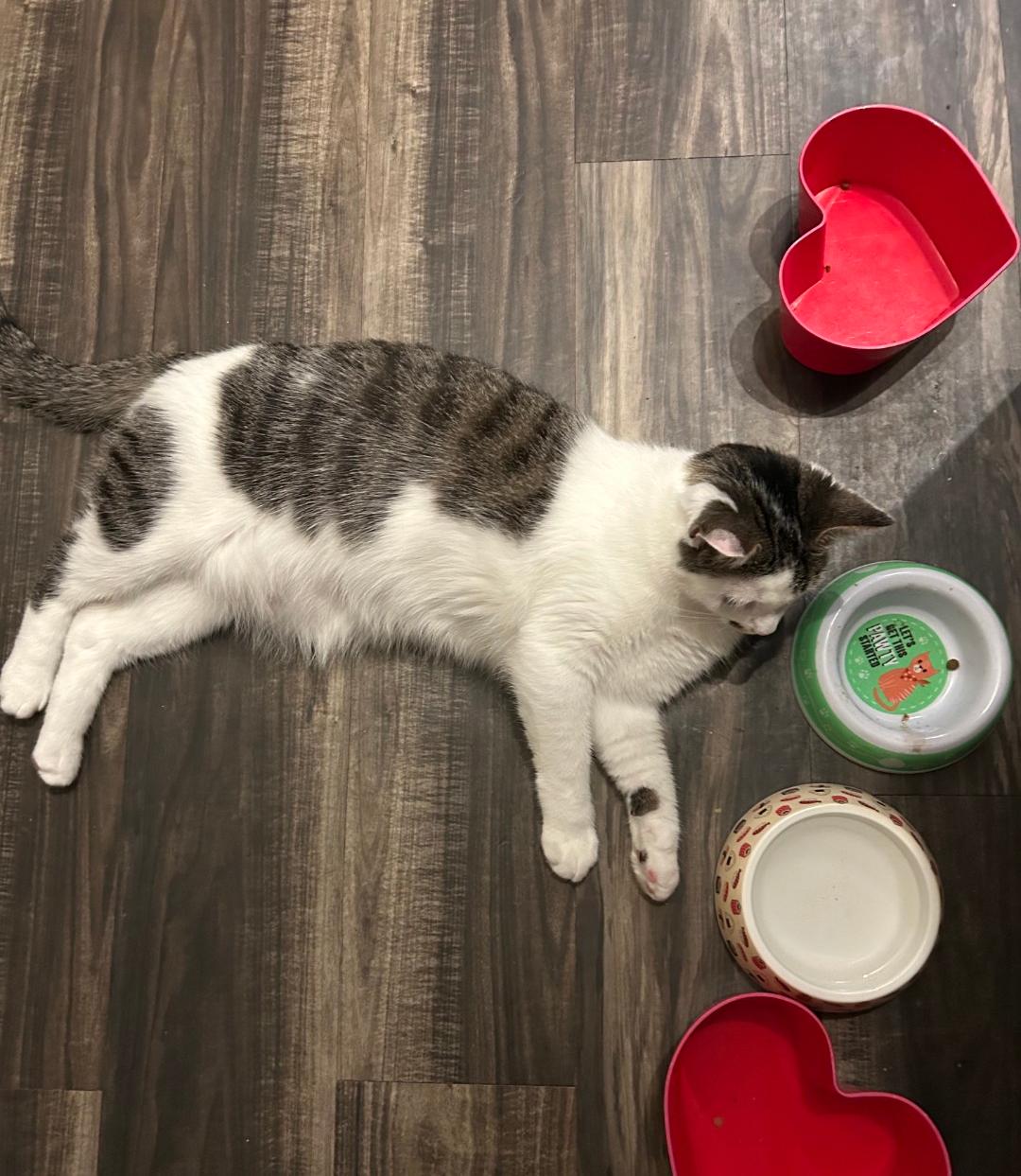 Enlarge Marie, a Adoptable Domestic Short Hair in Roxboro, NC image 2/3