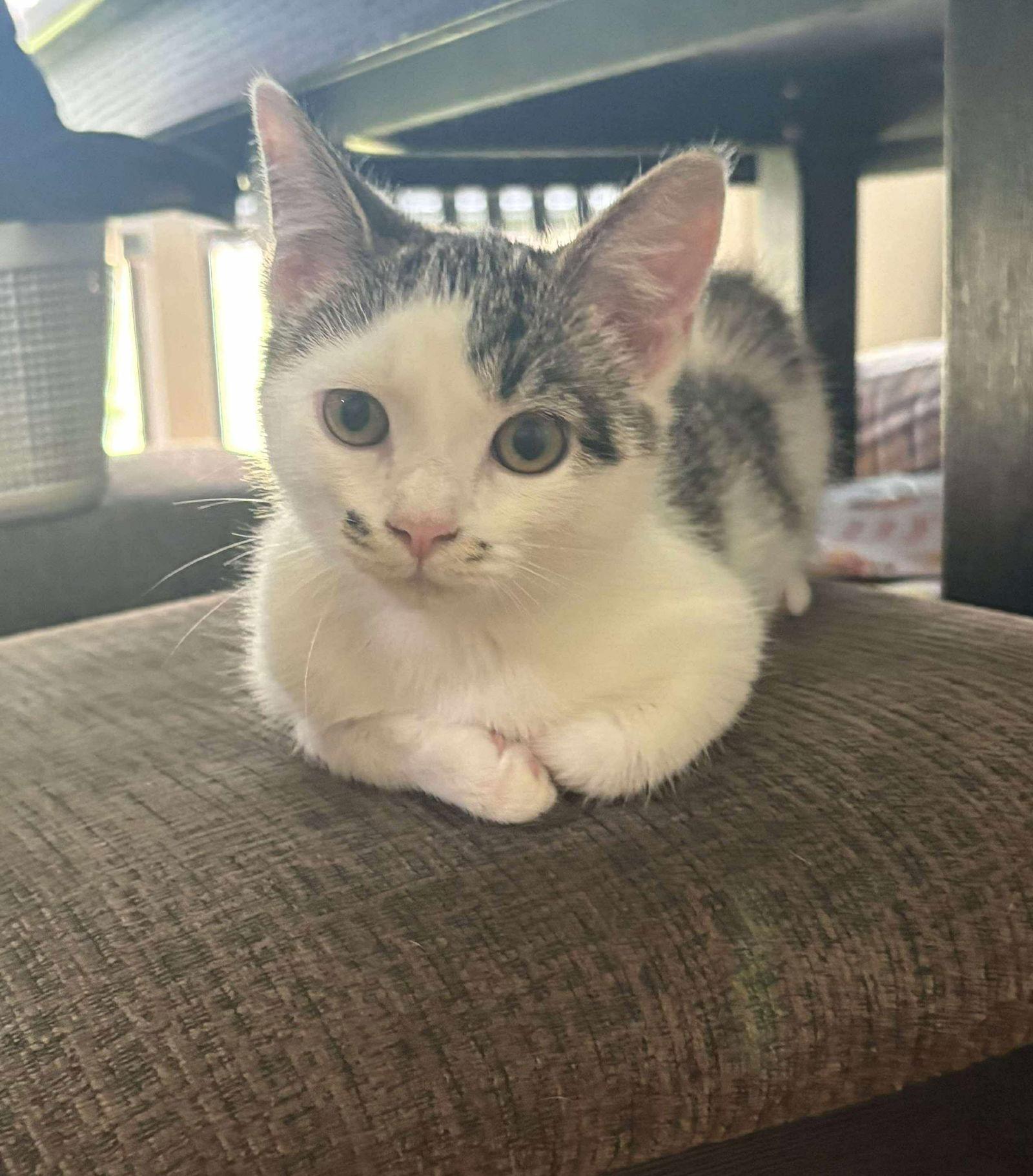 Enlarge Marie, a Adoptable Domestic Short Hair in Roxboro, NC image 2/3