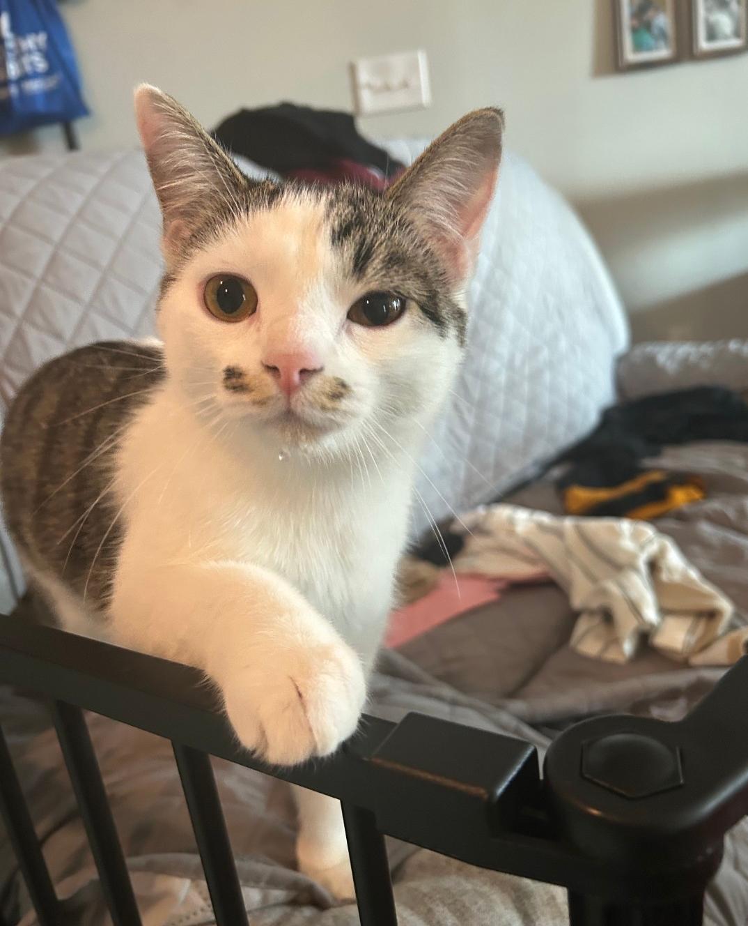 Enlarge Marie, a Adoptable Domestic Short Hair in Roxboro, NC image 3/3