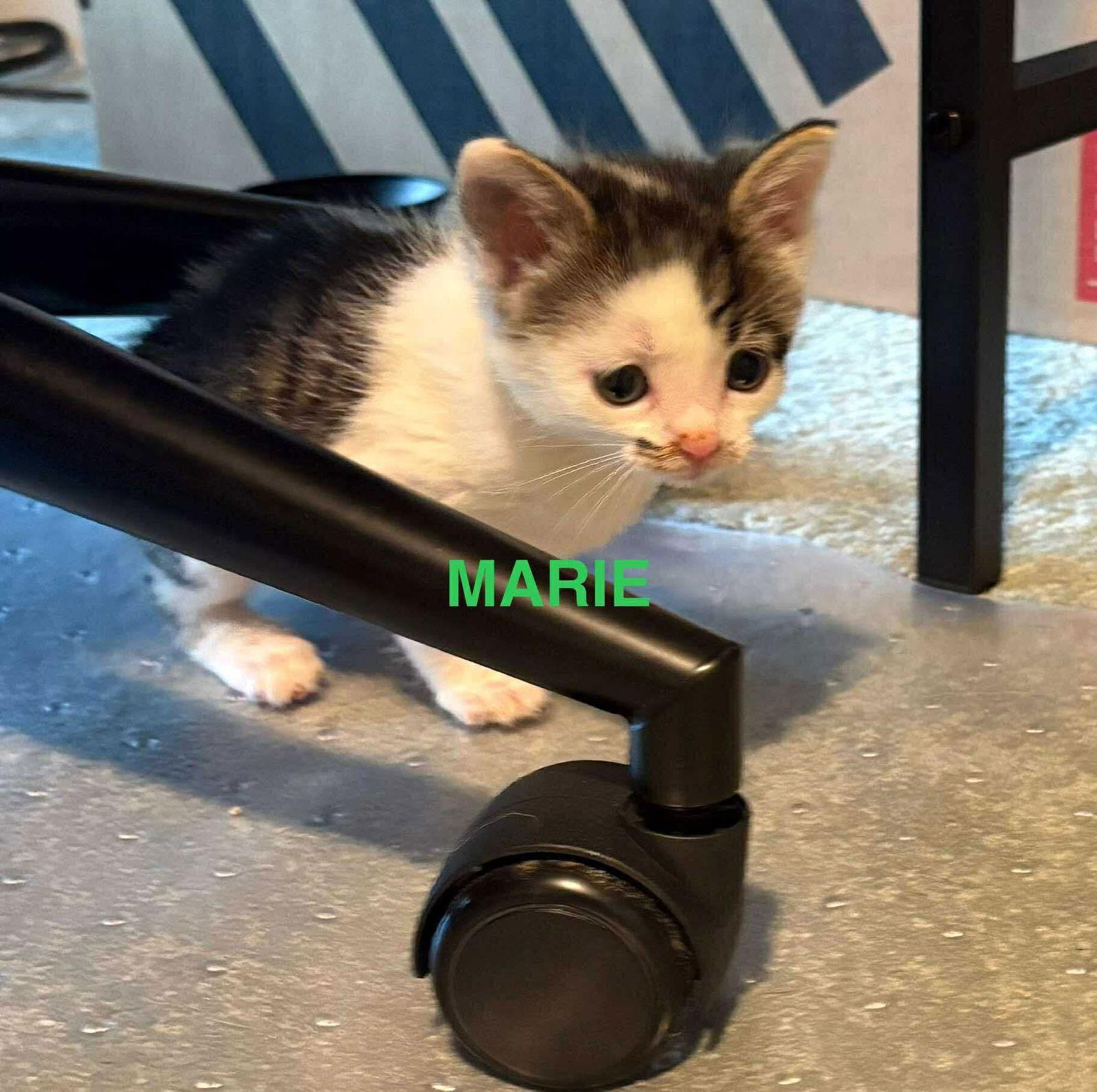 Enlarge Marie, a Adoptable Domestic Short Hair in Roxboro, NC image 3/3