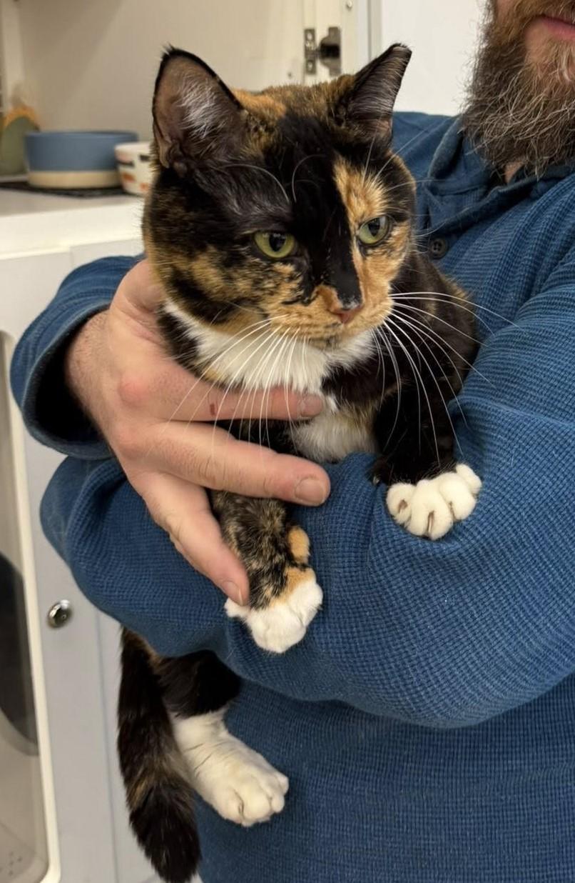 Bella, an adoptable Calico in Nottingham, MD image 1/5