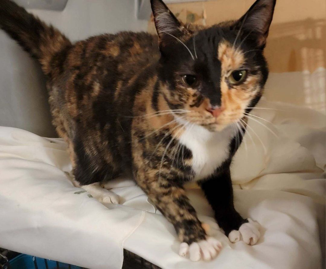 Bella, an adoptable Calico in Nottingham, MD image 2/5