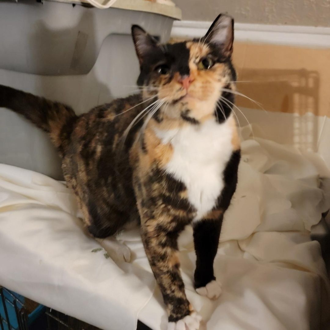 Bella, an adoptable Calico in Nottingham, MD image 3/5