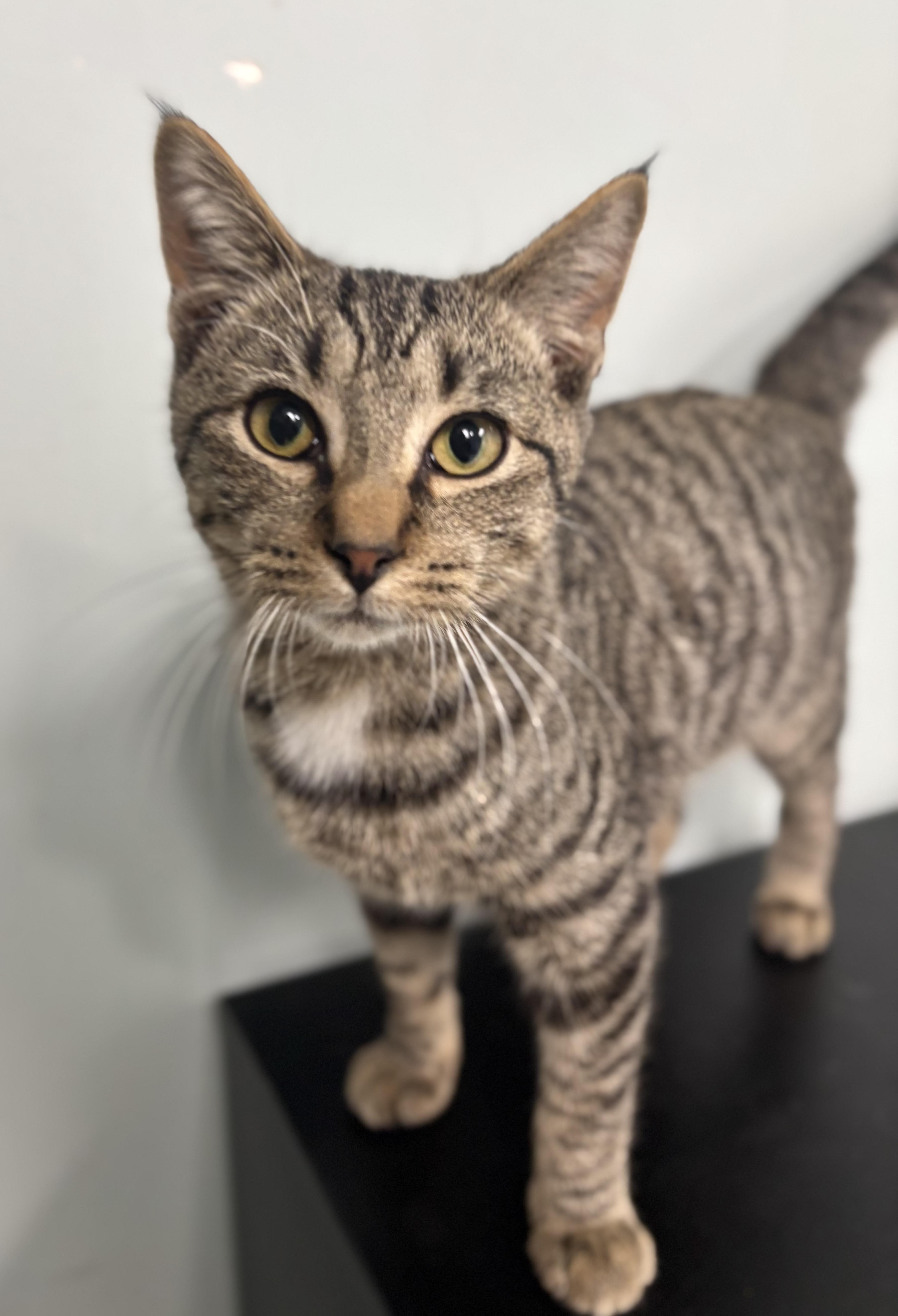 Axel, a ADOPTABLE Domestic Short Hair in Bardstown, KY image 5/6