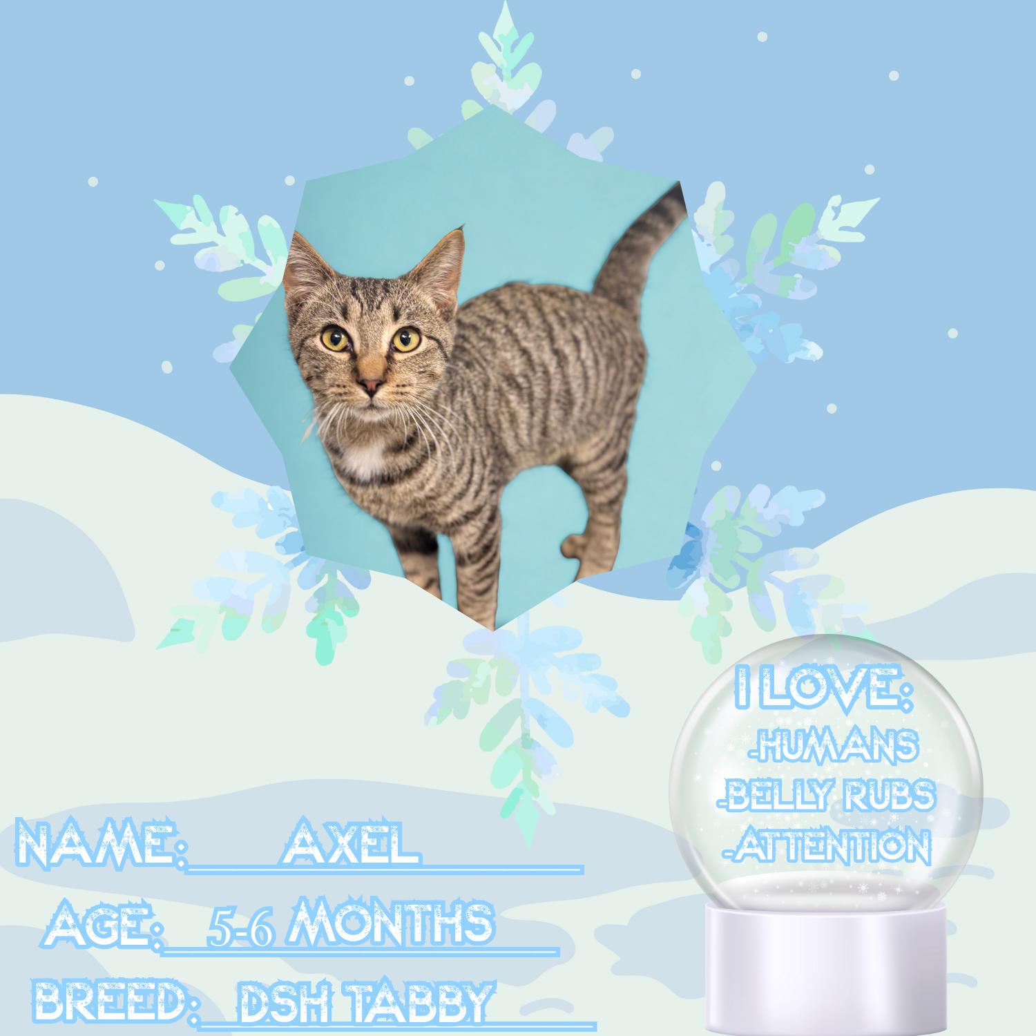 Axel, a ADOPTABLE Domestic Short Hair in Bardstown, KY image 2/6