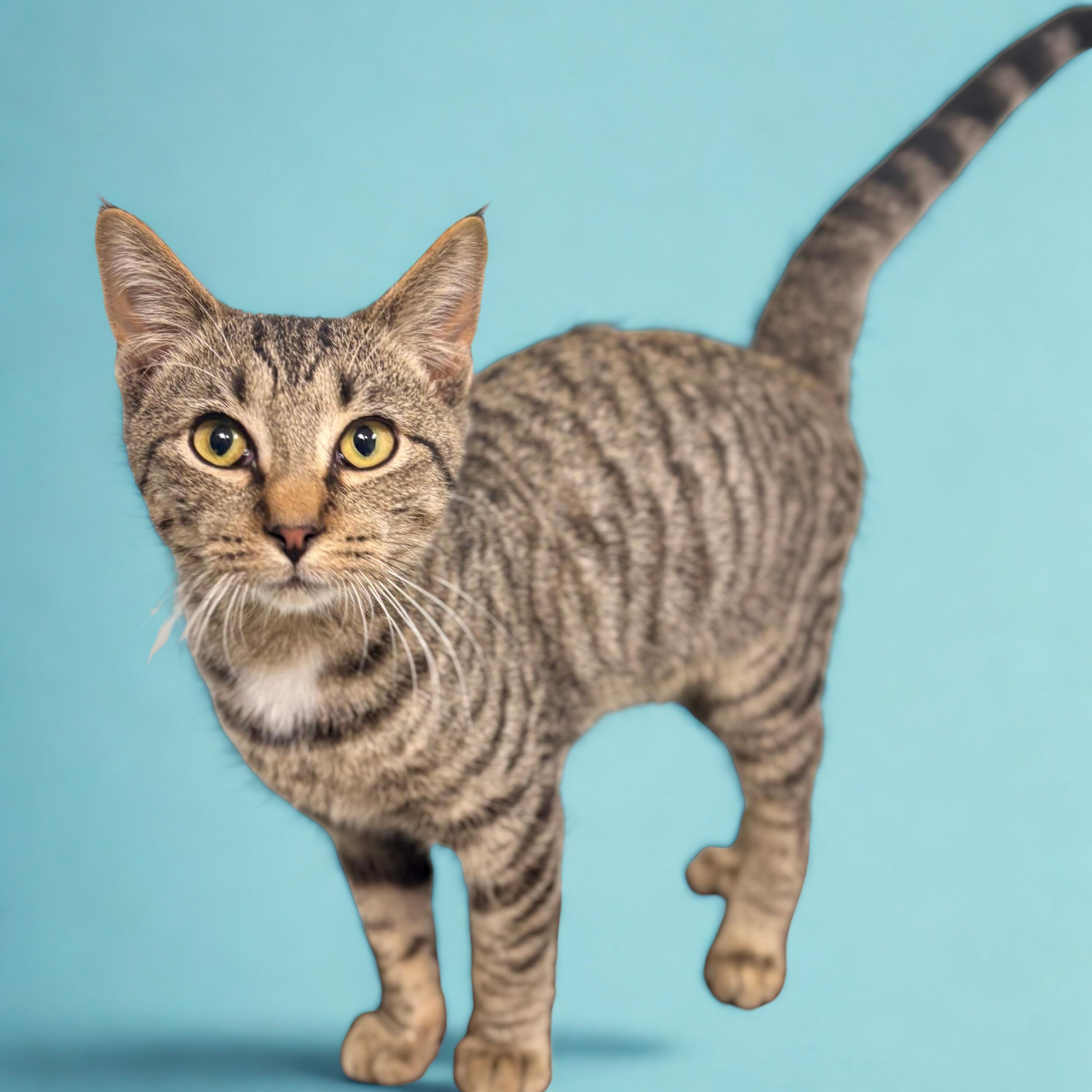 Axel, a ADOPTABLE Domestic Short Hair in Bardstown, KY image 1/6