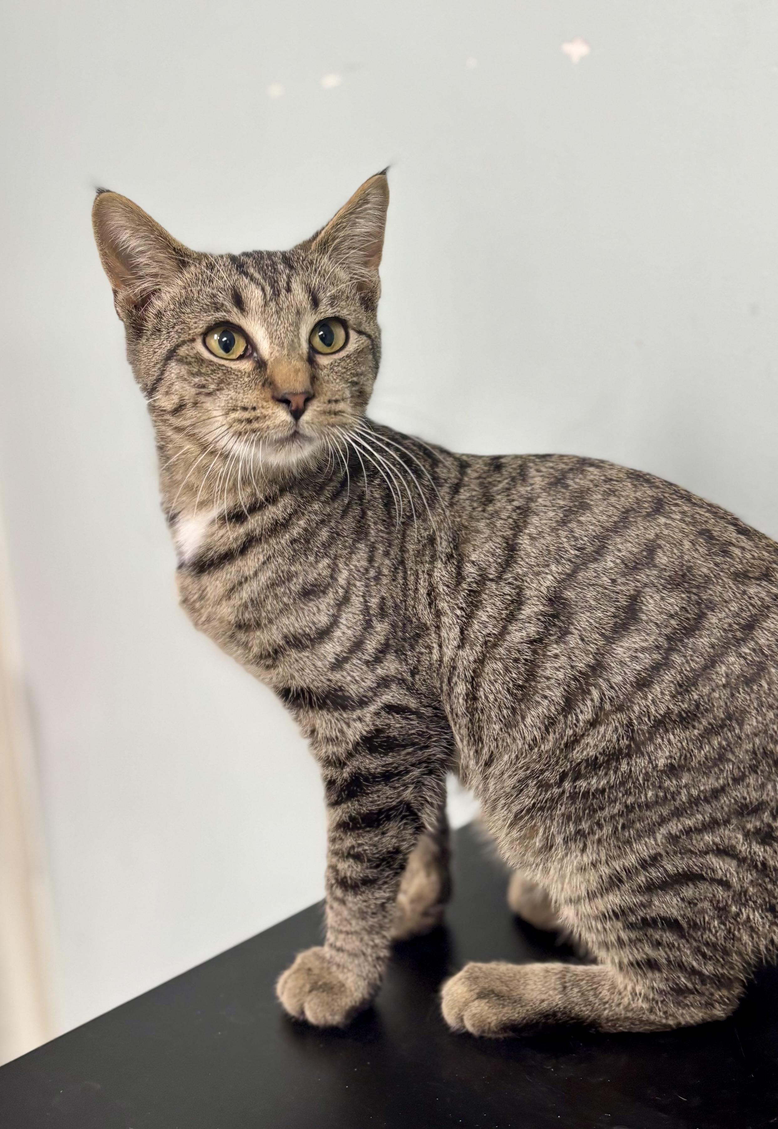 Axel, a ADOPTABLE Domestic Short Hair in Bardstown, KY image 6/6