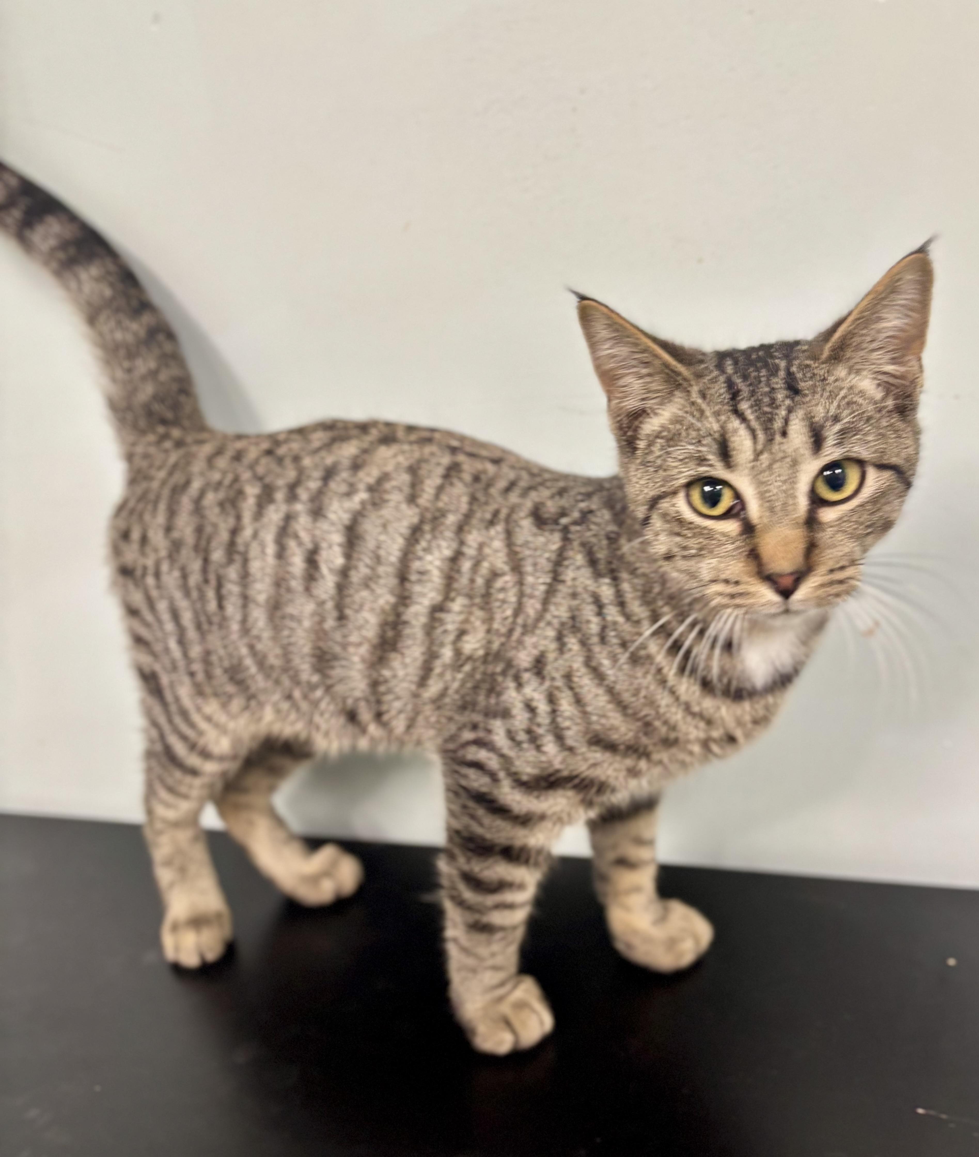 Axel, a ADOPTABLE Domestic Short Hair in Bardstown, KY image 3/6