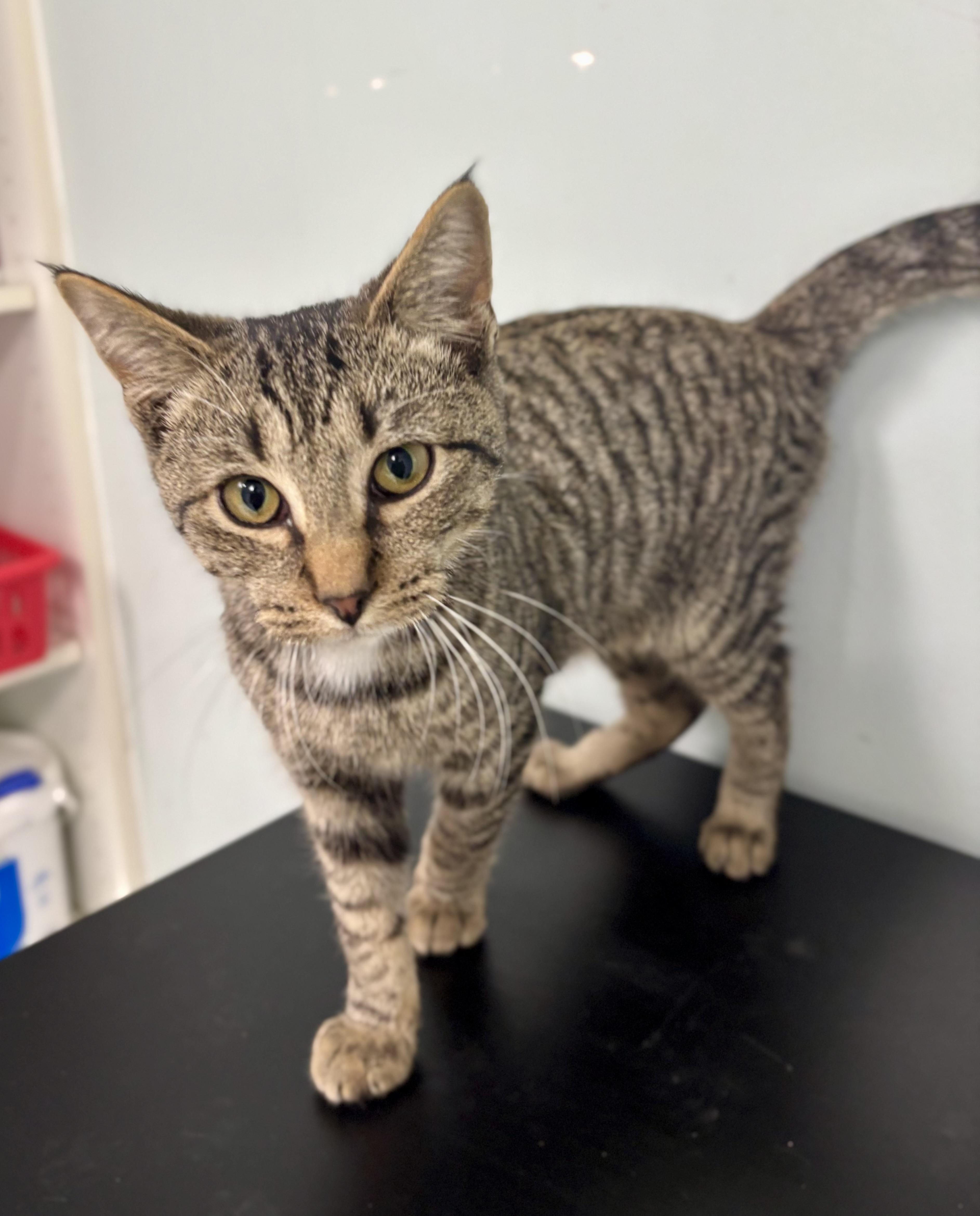 Axel, a ADOPTABLE Domestic Short Hair in Bardstown, KY image 4/6