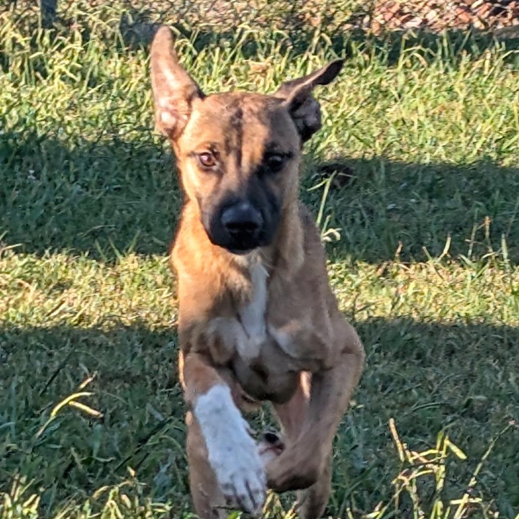 Enlarge Fallon, a Adoptable Shepherd in Chatsworth, CA image 1/1