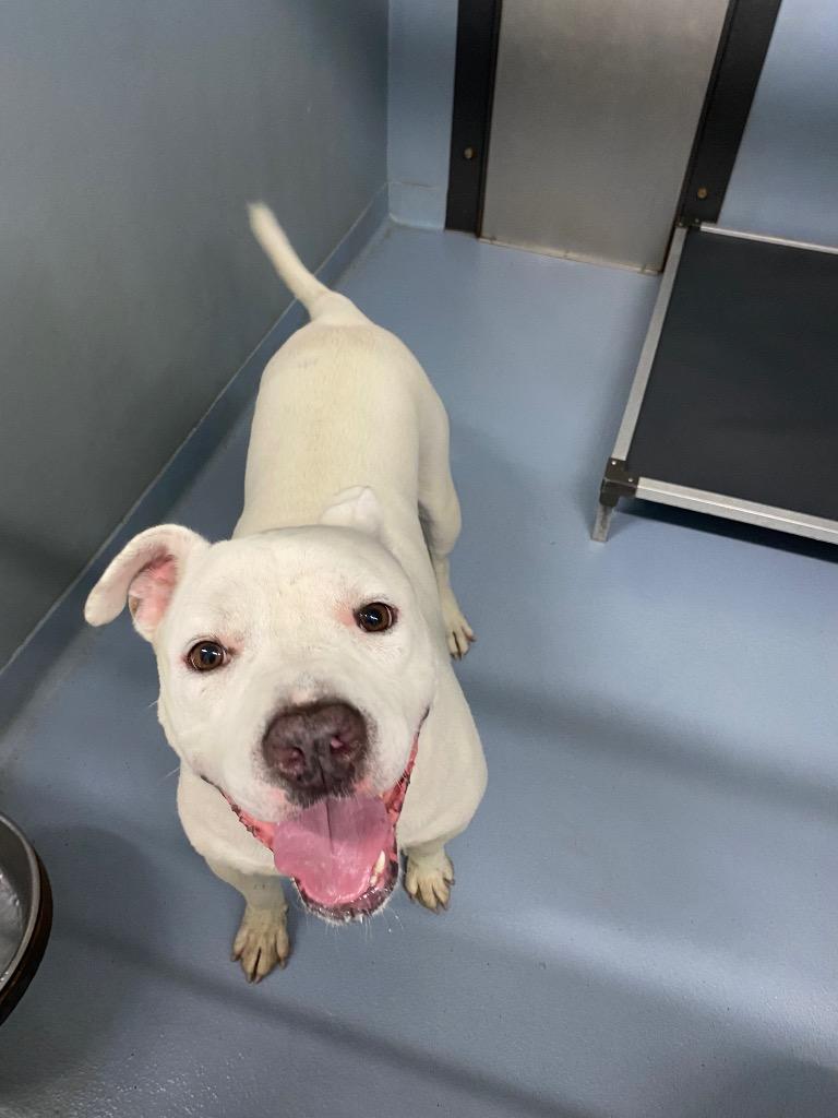 Enlarge Colonel Mustard, a Adoptable mixed breed in Cartersville , GA image 1/1