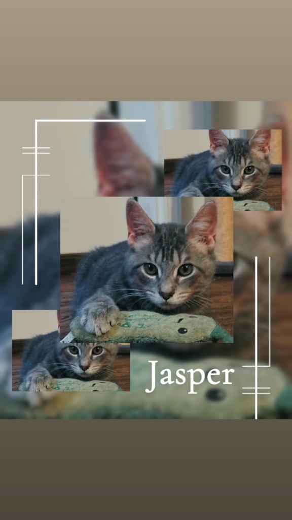 Jasper, Adoptable, Young Male Domestic Short Hair.