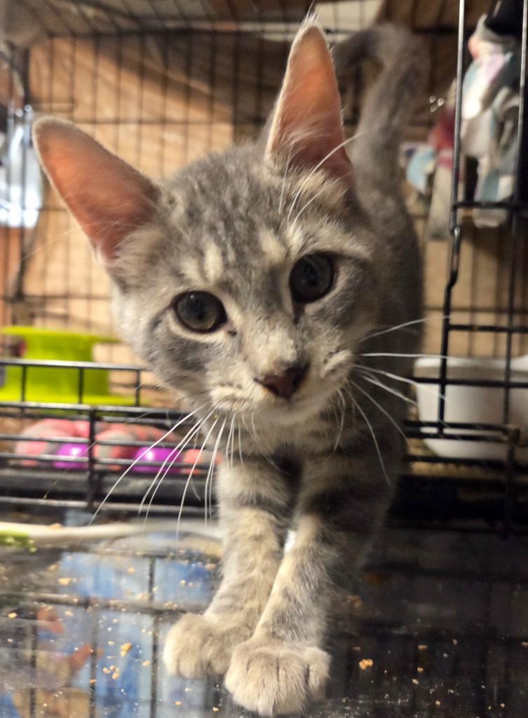 Enlarge Jasper, a Adoptable mixed breed in Parkville, MD image 2/5