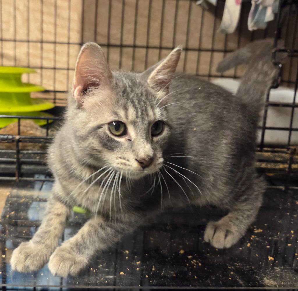 Enlarge Jasper, a Adoptable mixed breed in Parkville, MD image 3/5