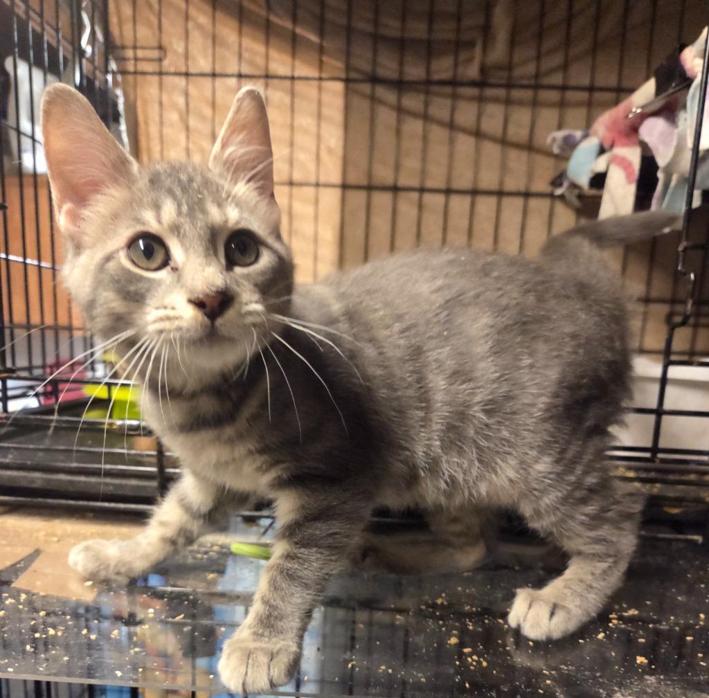 Enlarge Jasper, a Adoptable mixed breed in Parkville, MD image 4/5