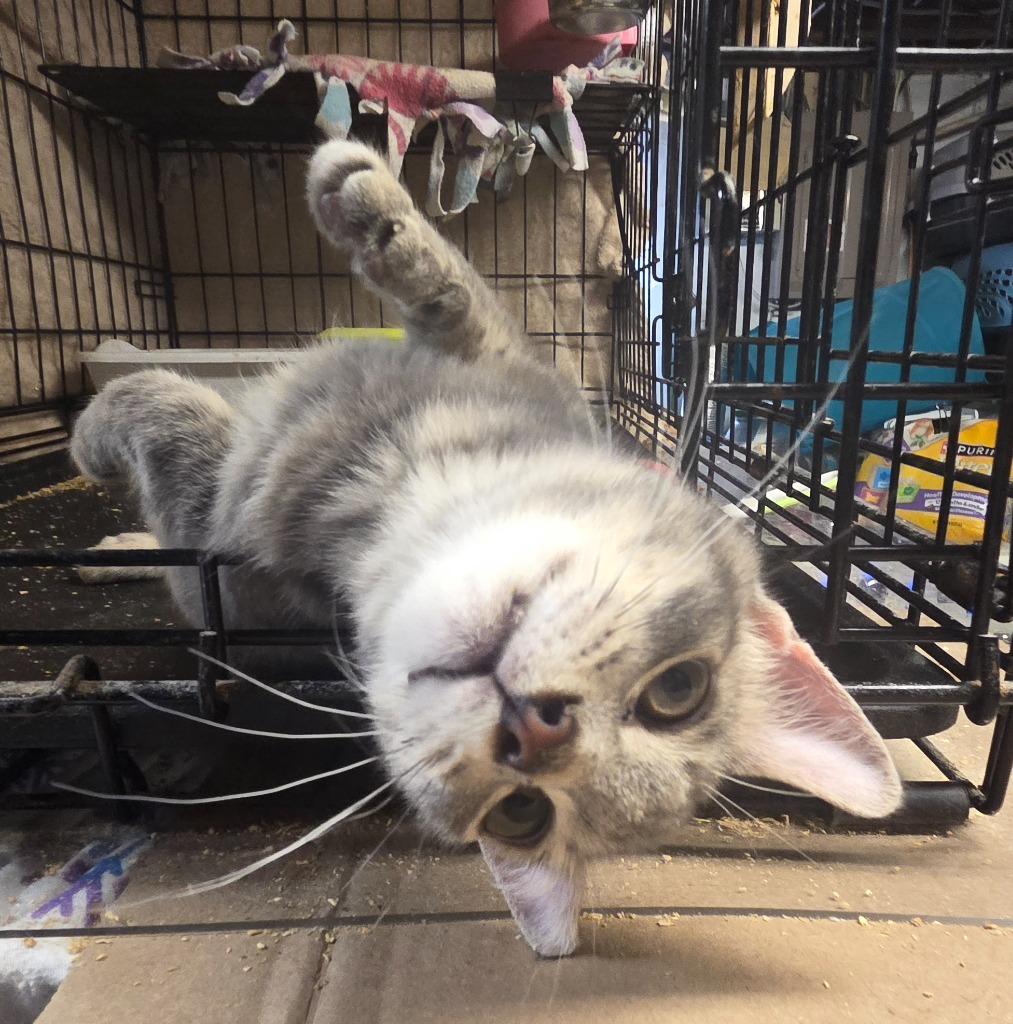 Enlarge Jasper, a Adoptable mixed breed in Parkville, MD image 5/5