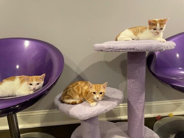 Cotton (LE), a Adoptable Domestic Short Hair in Little Falls, NJ image 2/4