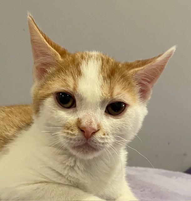 Cotton (LE), a Adoptable Domestic Short Hair in Little Falls, NJ image 3/4