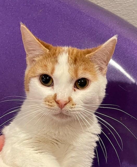 Cotton (LE), a Adoptable Domestic Short Hair in Little Falls, NJ image 1/4